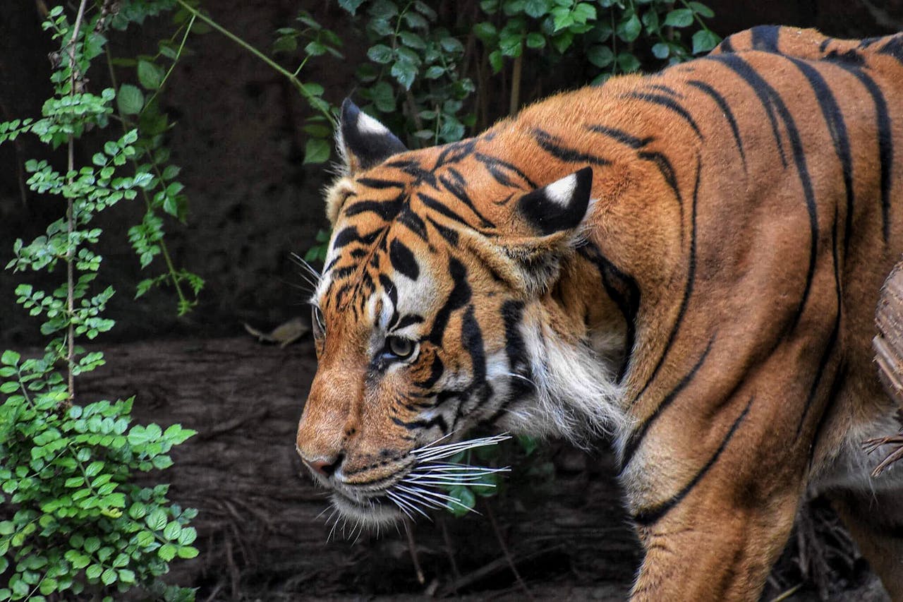 Which new faces could make a big impression?